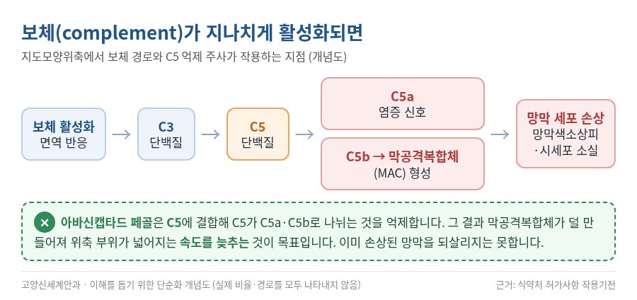 보체 경로 개념도 - C3에서 C5, 막공격복합체로 이어지는 과정과 아바신캡타드 페골이 C5를 억제하는 지점 - 고양신세계안과